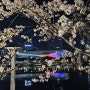 수영강 APEC 나루공원 벚꽃