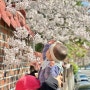 육아일기 D+431 성내천 벚꽃놀이 산책 행복 유아식 적응완료