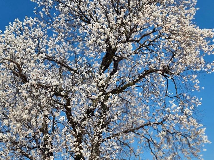 국내여행지 4월 가볼만한곳 유채꽃 철쭉  봄 그리고 벚꽃 엔딩