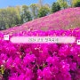 군포가볼만한곳 봄꽃축제 2024 군포 철쭉축제 철쭉동산 초막골생태공원