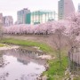 서울 벚꽃명소 올림픽공원 벚꽃 실시간 만개 (사진 잘나오는 방법 총정리)