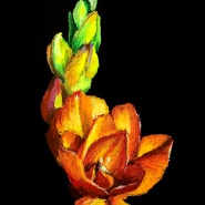 봄꽃 챌린지 8 : 프리지아