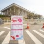 서울 벚꽃명소 2024 여의도 윤중로 벚꽃 실시간 개화 모습(4월2일 기준)