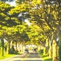멋진 후박나무길과 벚꽃길이 근처에 있는 제주독채펜션 평대림