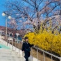 2024 평택대 벚꽃 축제 실시간 경기도 평택 벚꽃 명소 가볼만한곳