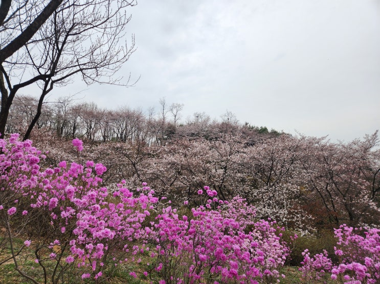 부천 원미산 진달래축제 아기랑 진달래동산 (주차 팁과 먹거리...