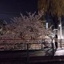 4월#1 나만의 벚꽃축제