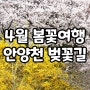 4월 서울 봄꽃 갈만한곳 안양천 벚꽃 길 서울둘레길 6코스 부분