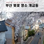 부산 벚꽃 명소 TOP 개금동 벚꽃길 벚꽃절정 주차팁