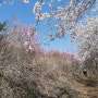 거제 대금산 등산코스 봄꽃과 진달래