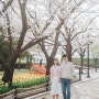 김해 연지공원 벚꽃 튤립 개화 가족스냅 촬영