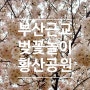 부산근교 벚꽃놀이 양산 황산공원 스팟 튤립존