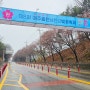 경기도 벚꽃명소 4월 여주 여행 가볼만한곳 흥천남한강벚꽃축제 실시간 개화현황
