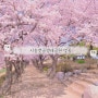 경기도 벚꽃 명소 추천 시흥갯골생태공원 벚꽃 주말 갈만한곳