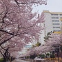 4월 광안리 삼익비치 벚꽃길 봄에 방문할만한 장소 추천