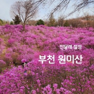 서울 근교 꽃구경 부천 원미산 진달래 절정