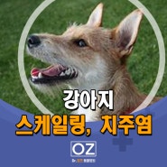 강아지 스케일링, 치주염 - 분당 Dr. 오즈 동물병원