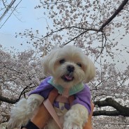 강아지 외출복 강아지 봄옷 퍼피라이카 강아지 와플 가이건