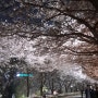 [1년 전 오늘] 夜晚运动后, 走在樱花路回家🌸밤 운동 후, 벚꽃길로 걸어서 귀가