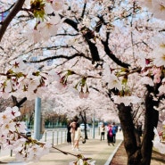 여의도 한강 공원 벚꽃 실시간, 이번 주말 여기서 데이트 어떠세요?