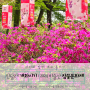 2024 비슬산 참꽃문화제 참꽃군락지 참꽃축제 진달래 개화시기