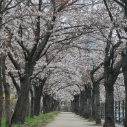 안양 | 충훈부 벚꽃 길 | 24년 4월 3일