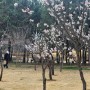 인천 송도 뚜벅이 공원 여행 봄이오는 소리