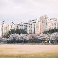 4월 3일 분당 탄천과 중앙공원 벚꽃 현황