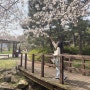 서귀포 벚꽃 나들이 : 내돈내산 '혼디가든', 카페 '시간당킬로미터', 중식당 '연'