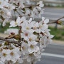 잠깐의 봄나들이, 성수동 송정제방 벚꽃만개 240403