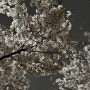 대전 벚꽃/소제동 벚꽃 만개/야간 벚꽃 구경 후기 🌸