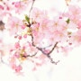 렛츠런파크 벚꽃축제 야간경마부터 주차 및 무료입장권 꿀팁까지