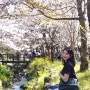 [제주도 벚꽃 명소] 예래생태공원, 전농로 벚꽃 거리 실시간 (포토존, 주차 정보)