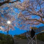 연암도서관 밤벚꽃 구경
