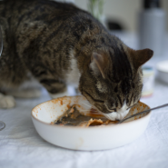 반려묘 꿀팁 고양이가 먹으면 안되는 음식