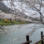 4월 화순 동구리호수공원 벚꽃 (화순고인돌봄꽃축제)
