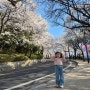 [여행]포항1박여행 셀비아펜션 세번째방문후기,월포우동 월요일 벚꽃만개한 83타워,이월드까지~6세딸 봄기록