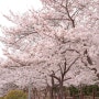 울산 벚꽃 명소 선암호수 공원 벚꽃길 산책로 실시간