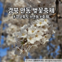 안동벚꽃 축제 연장 안동탈춤공원 개화 상황 및 체험 정보 총정리
