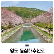 부산 영도 동삼해수천로 산책하기 좋은 숨겨진 벚꽃 명소 추천 주차