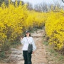 [등산] 벚꽃 개나리 봄꽃보러 안산-인왕산 연계산행, 안산 벚꽃길, 인왕산 개나리