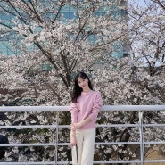 [대전] 24년 3, 4월 벚꽃놀이 :: 카이스트