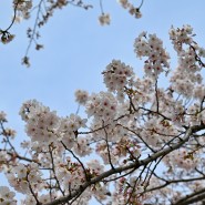진해 경화역 벚꽃
