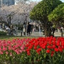 김해] 벚꽃 튤립 다 볼수있는 꽃놀이 피크닉 장소 ‘연지공원’
