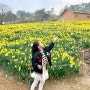봄 꽃, 4월 봄꽃, 전남 봄꽃 / 구례 지리산 치즈랜드 수선화