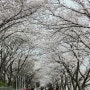 [여행] 양산벚꽃터널:황산공원 벚꽃축제