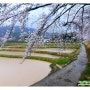 부산 벚꽃 명소 기장군 철마면 곰내연밭 일원 벚꽃길