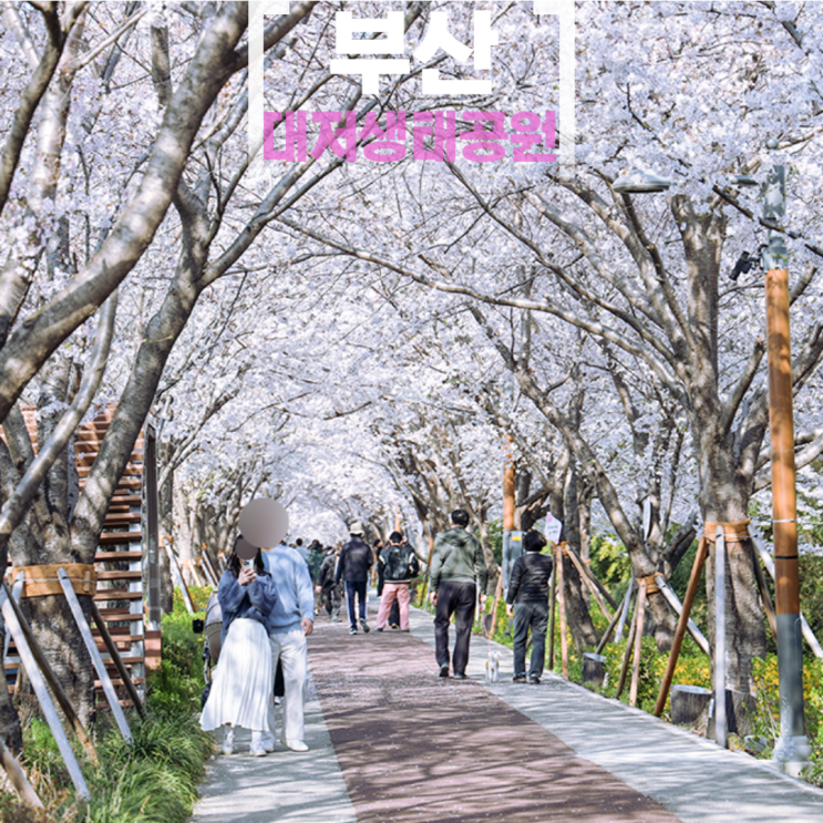 부산 대저생태공원 벚꽃 유채꽃 명소 강서구 4월부산가볼만한곳