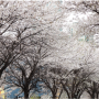 인천 벚꽃축제 인천대공원 범시민 벚꽃축제 일정 및 체험프로그램