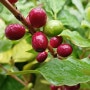 [7년 전 오늘] 커피 열매 봄날 석양빛에 물들다. 보석처럼 커피 익어가는 담양커피농장